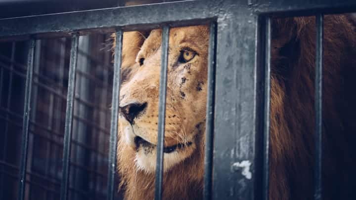 US Cracks Down on Anthropic AI Models Amid Abuse Concerns 6 caged lion Bratislav Kostic shutterstock