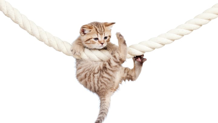 Thanks for Crushing the Submissions Inbox. We're Trying to Keep Up 6 kitten hanging on rope oksun70 Getty Xtyama