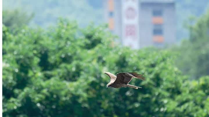 Eagle Tatsuya Sakamoto GettyImages 2223926307 Scrbz0