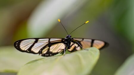 Home 5 Glasswing butterfly Jiri Vlach Getty TZBmEs