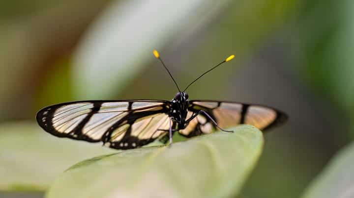 'Yellow Teams' Are Defining the Future of AI Security 2 Glasswing butterfly Jiri Vlach Getty TZBmEs