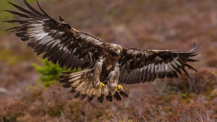 golden eagle Javier Fernandez Sanchez Getty 578118565 5rlgSn