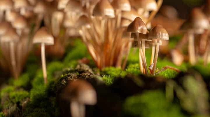 ClickFix's Mushrooming Ecosystem Demands New Defense Tactics 2 mushrooms maYcal GettyImages 1048450740 ILLHKV