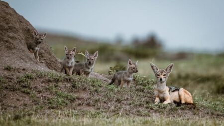 jackal family skynesher GettyImages 2185687731 x0HrUE