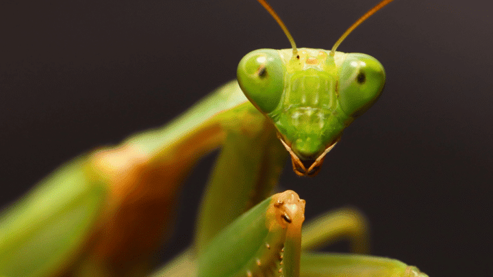 'NeedyMantis' Provides Long-Term Access to Compromised Networks 4 Valentin Baciu preying mantis shutterstock syTqgR