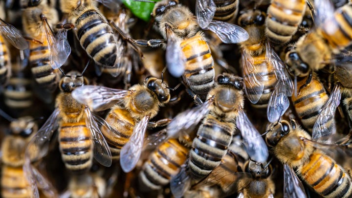 Papercut AI Swarm Attack Heralds Changes for Cyber Kill Chain 6 bees Trevor Srednick GettyImages 2204460367 oVSiTV