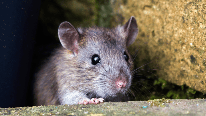 VectraRAT Can Hack Windows Enterprises for $250 per Month 3 rat David Chapman Alamy WijAaw