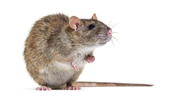 Malicious Custom GPTs Turn ChatGPT Into RAT Delivery Lure 1 rat GlobalP GettyImages 1413873422 dNNZc6