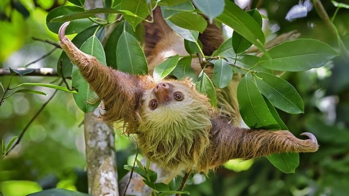 Unsloth Studio Flaw Turns Routine Model Inspection Into Code Execution 2 sloth webguzs GettyImages 2249770137 crPQYc