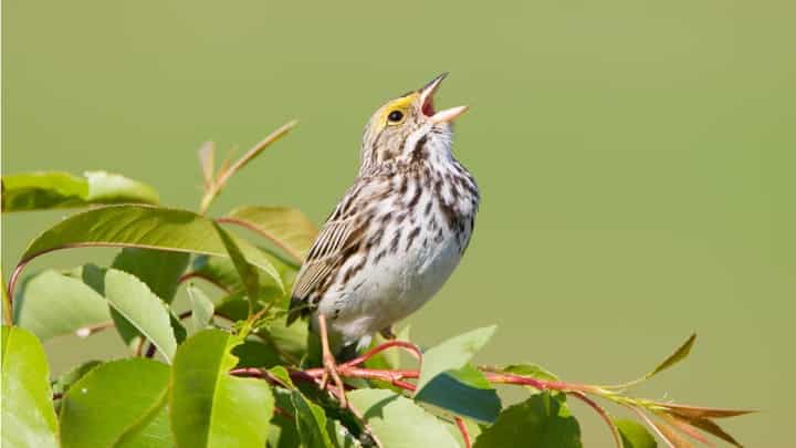 China's FamousSparrow APT Spies on US Politics in Latin America 2 sparrow KenCanning GettyImages 157477304 1 99aid9