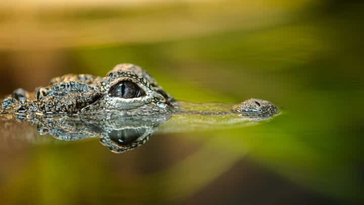 ClickFix Attacks Evolve to Better Hide Malicious Payloads 1 Alligator below water SushiSu GettyImages 2215955885 vago2a