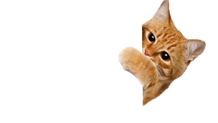 Anthropic 'SneakPeek' Flaw Is a Silent Zero-Click Threat 3 cat peek Seregaff Getty AeRj4R