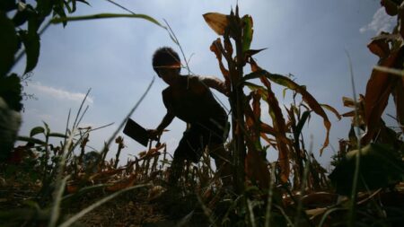 Home 5 harvest China Photos GettyImages 71574532 KUlt9W